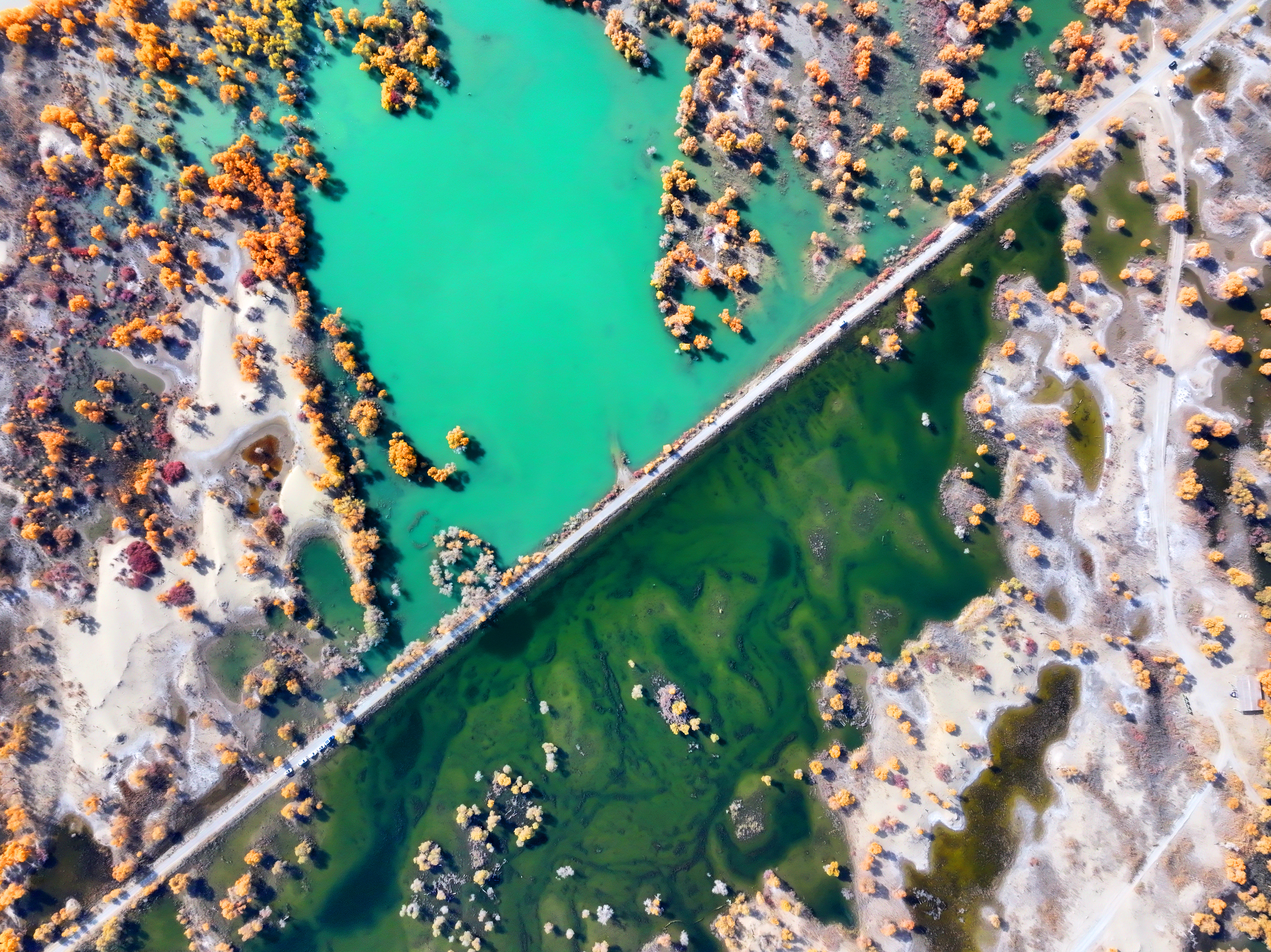 Евфратские тополя в Синьцзяне вступили в лучший сезон для любования.