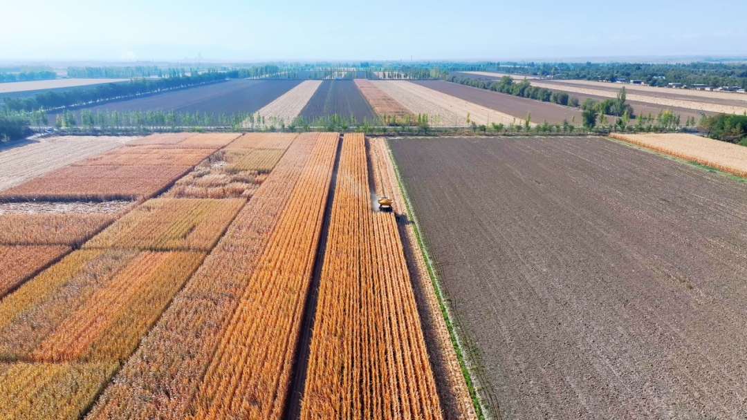 «Модель фермы Гучун» возглавляет революцию производства кукурузы в Китае