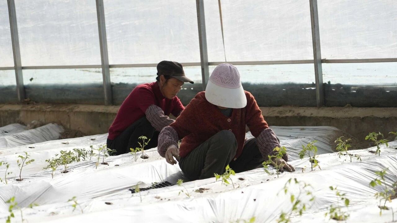 Сельскохозяйственная отрасль Хоргоса исполняет зимнюю «песню увеличения дохода».