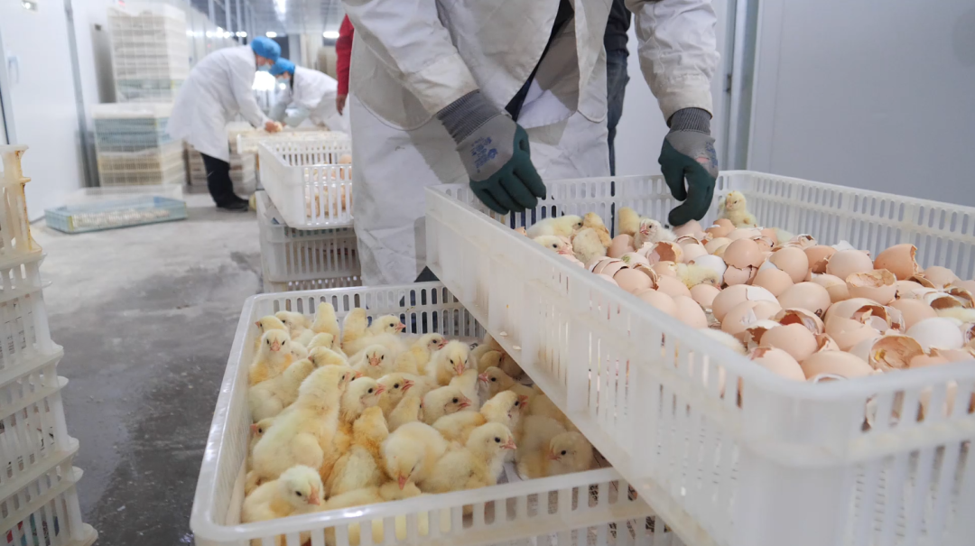 Полная концентрация ресурсов по всей цепочке, развитие отрасли и обогащение населения: Хоргос прилагает все усилия для формирования замкнутой агропастбищной производственной цепочки.