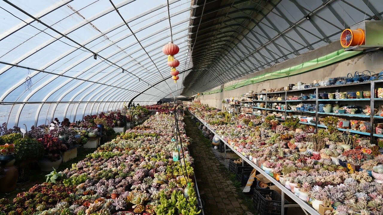 «Красивая экономика» набирает обороты: цветы из Хоргоса успешно продаются по всему Синьцзяну.